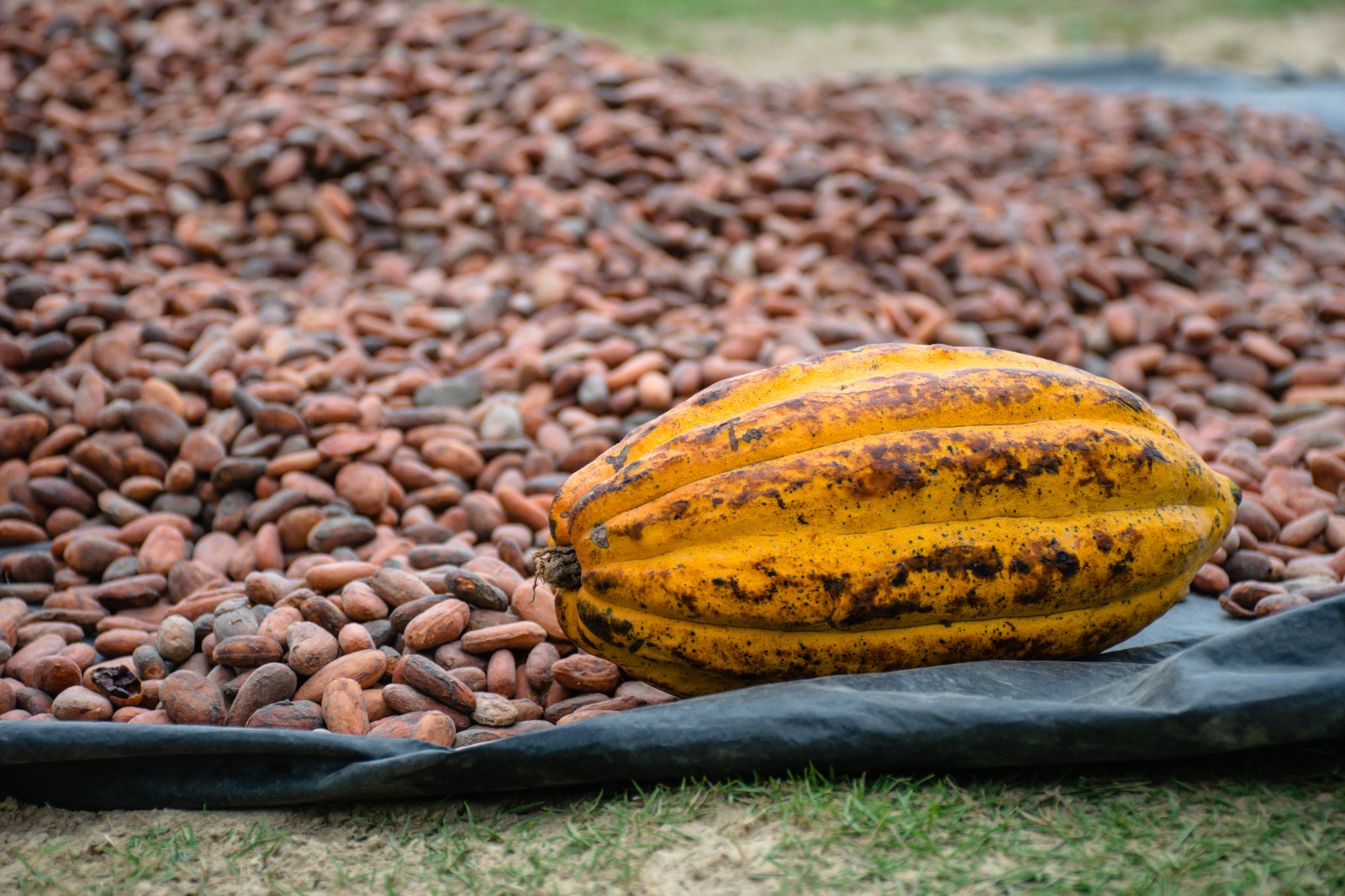 EU Anti-Deforestation Rules Put West African Cocoa Supply Chains Under Pressure as Producers Face New Market-Access Costs