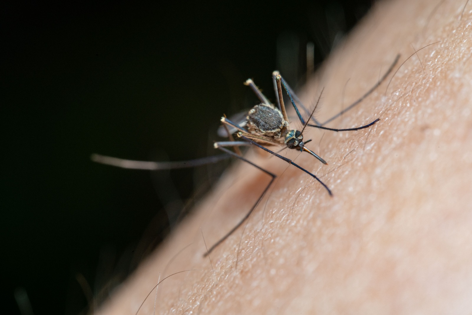 West Nile Virus Returns to the Netherlands as Health Authorities Renew Focus on Disease Surveillance and Preparedness